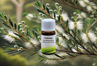 Set di Oli Essenziali Biologici: Eucalipto, Tea Tree, Lavanda vera - Bio des Gstrein Patrick