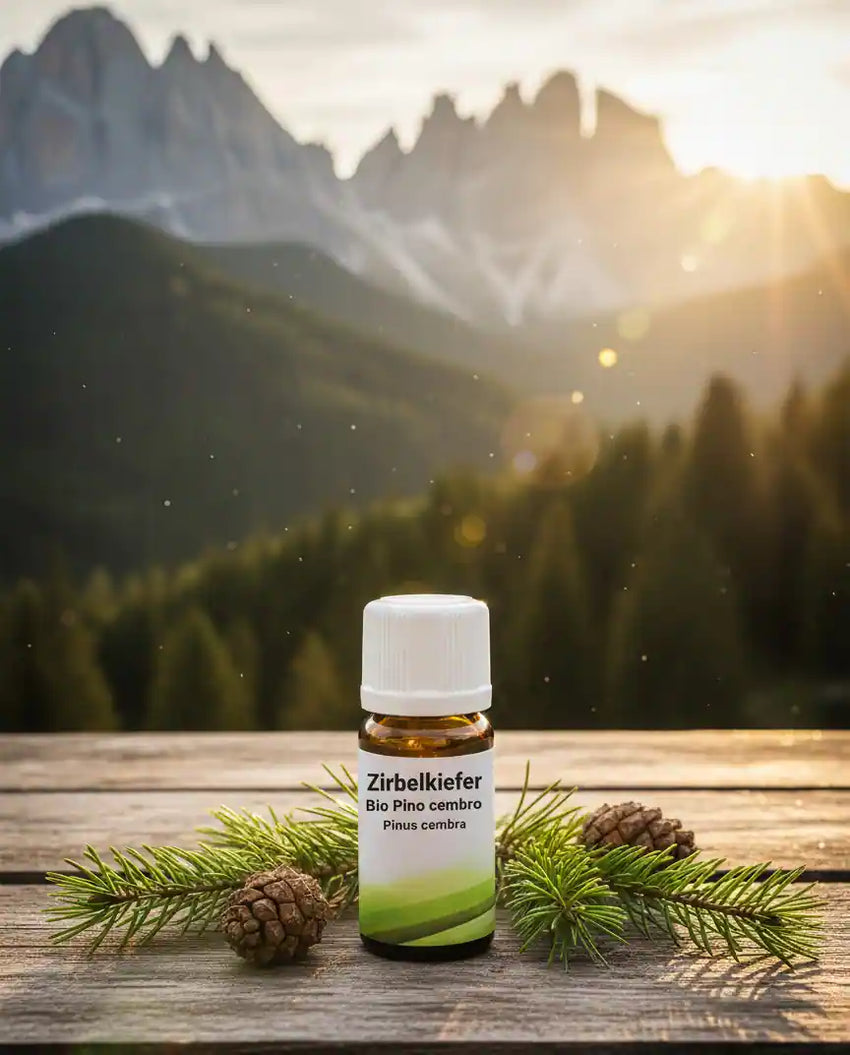 Pino cembro Pinus cembra albero nelle Alpi dell'Alto Adige