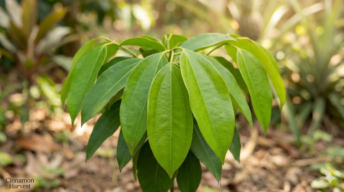 Zimtblätter Cinnamomum zeylanicum
