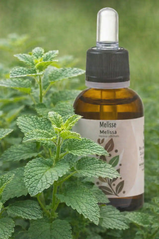 Melissa officinalis Pianta