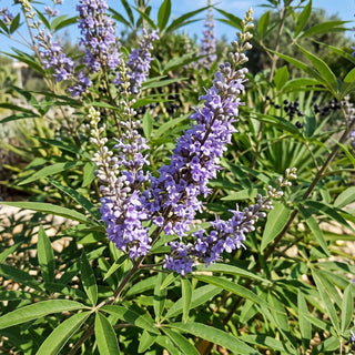 Mönchspfeffer (Vitex agnus-castus) in Blüte: violette Blütenrispen, handförmige Blätter und dunkle Beeren der Pflanze