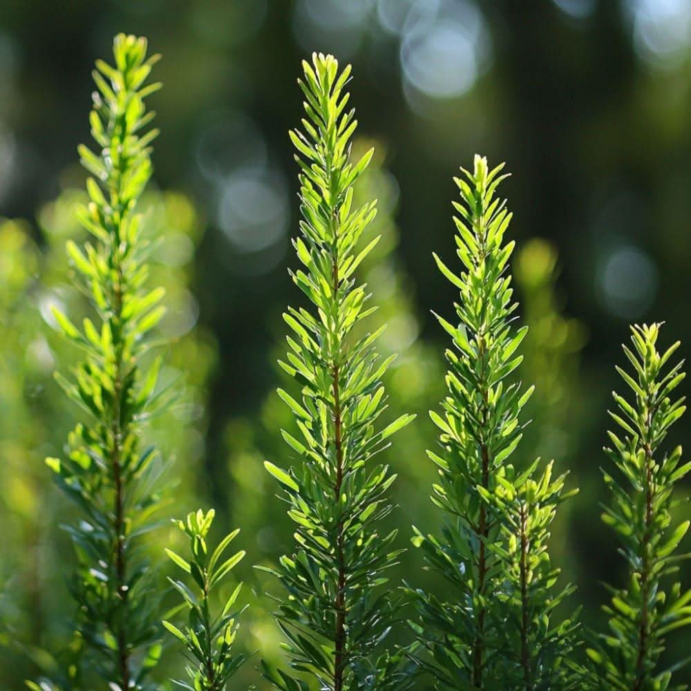 Teebaum Melaleuca alternifolia Blätter und Zweig