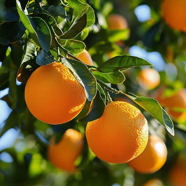 Sweet Orange Citrus sinensis fruit from Italy