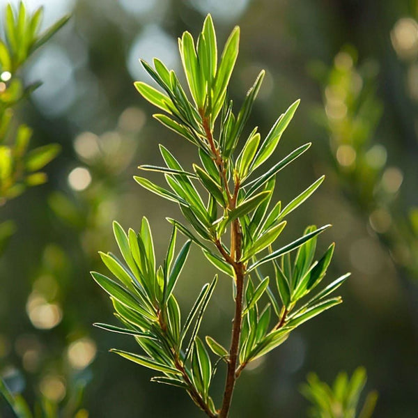 Cajeput Melaleuca leucadendra Baum und Blätter