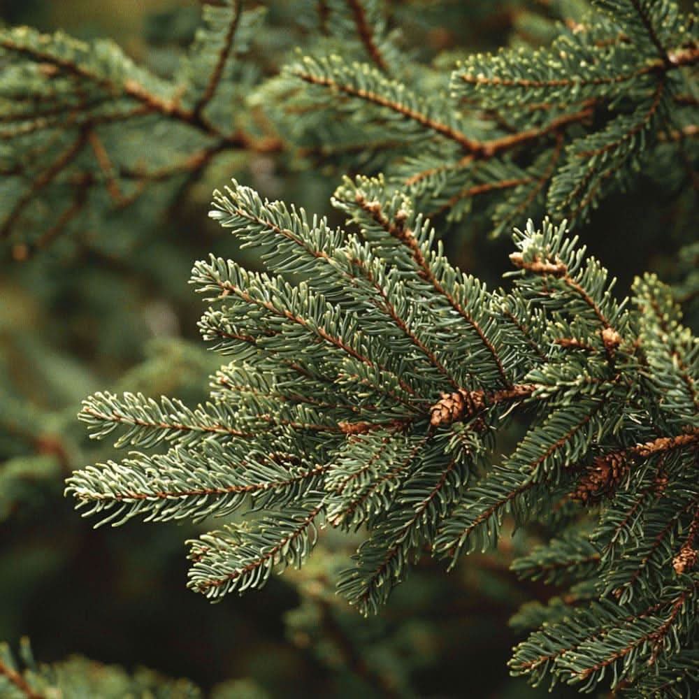 Cedar Cedrus atlantica wood