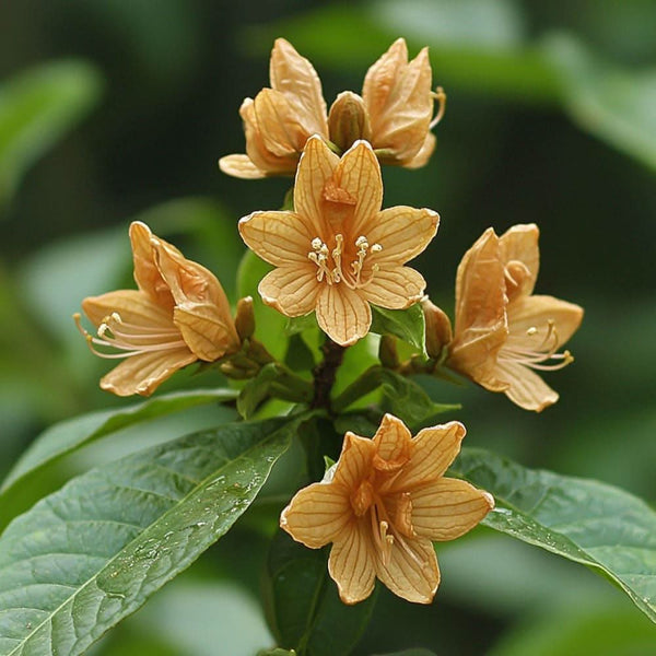 Nelke Eugenia caryophyllus Blütenknospen