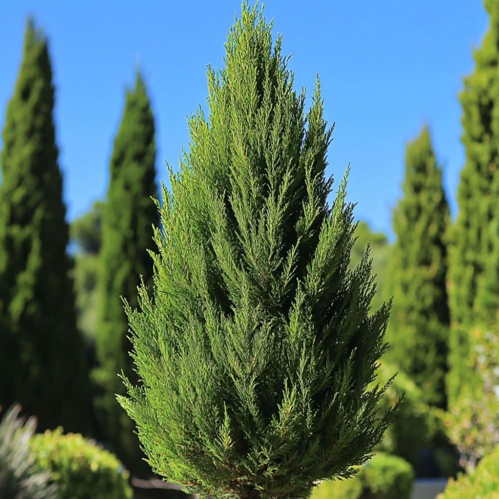 Cypress branch Cupressus sempervirens with cones