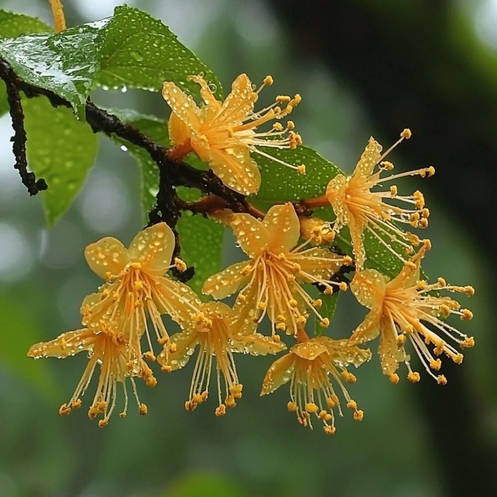 Elemi Harz Canarium luzonicum