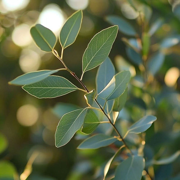 Lemon Eucalyptus Eucalyptus citriodora leaves