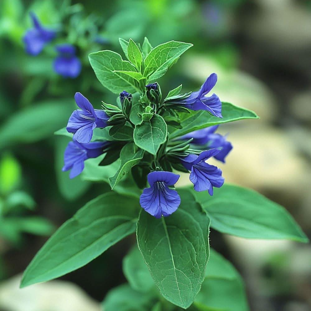 Ysop-Pflanze mit violetten Blüten