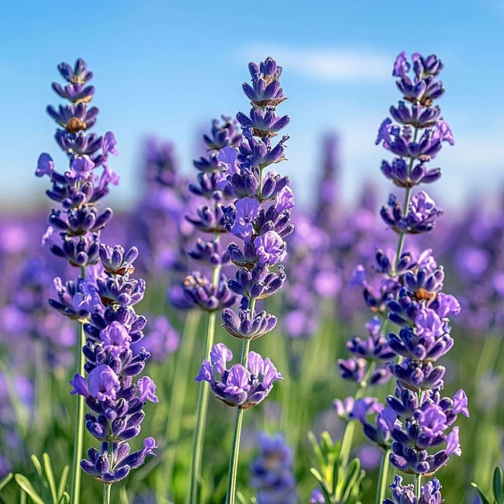Bio Lavendel fein ätherisches Öl Viworo Provence