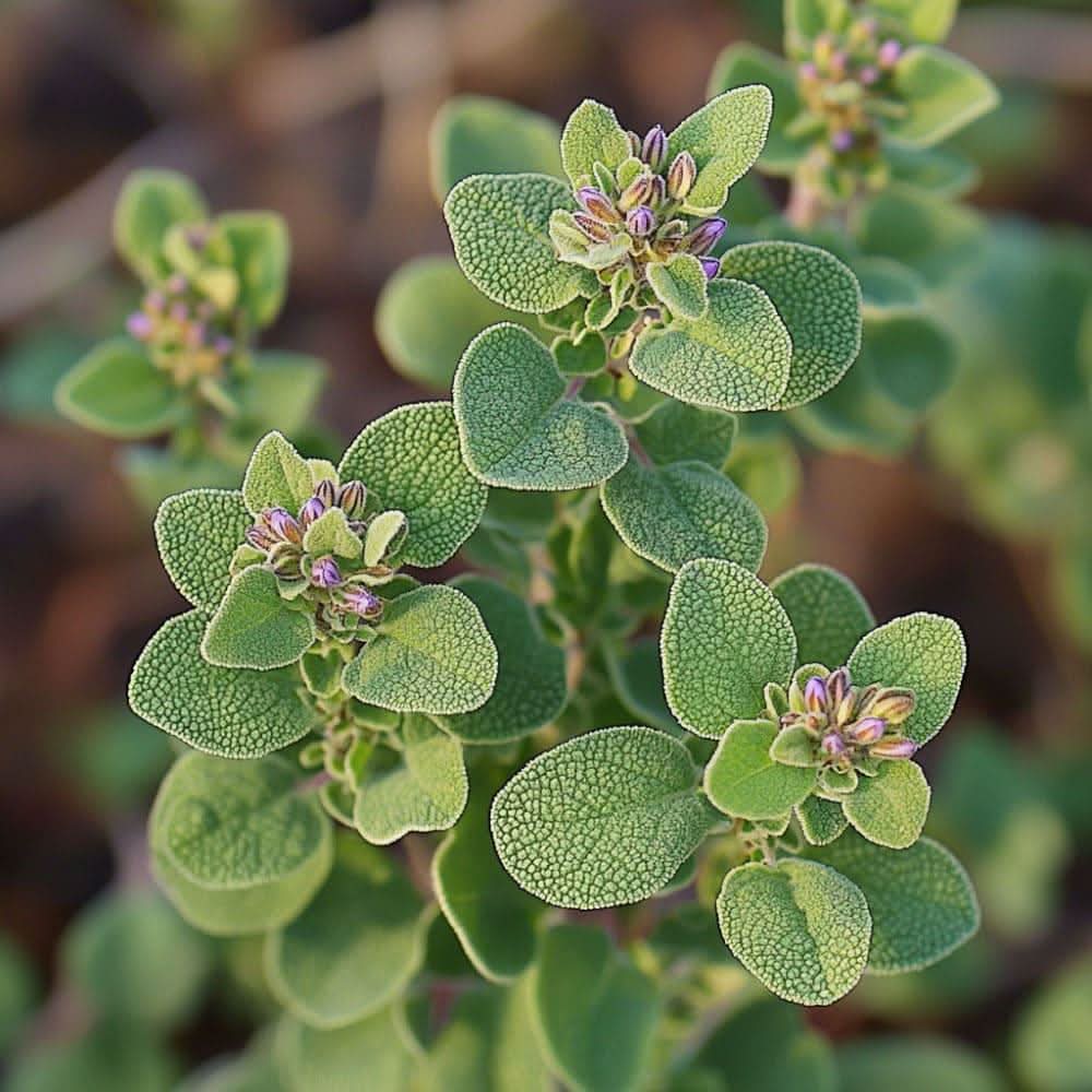 Wilder Oregano Origanum vulgare Pflanze