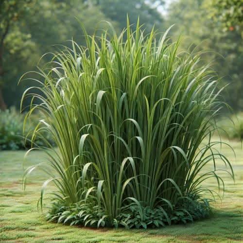 Palmarosa Pflanze Cymbopogon martini