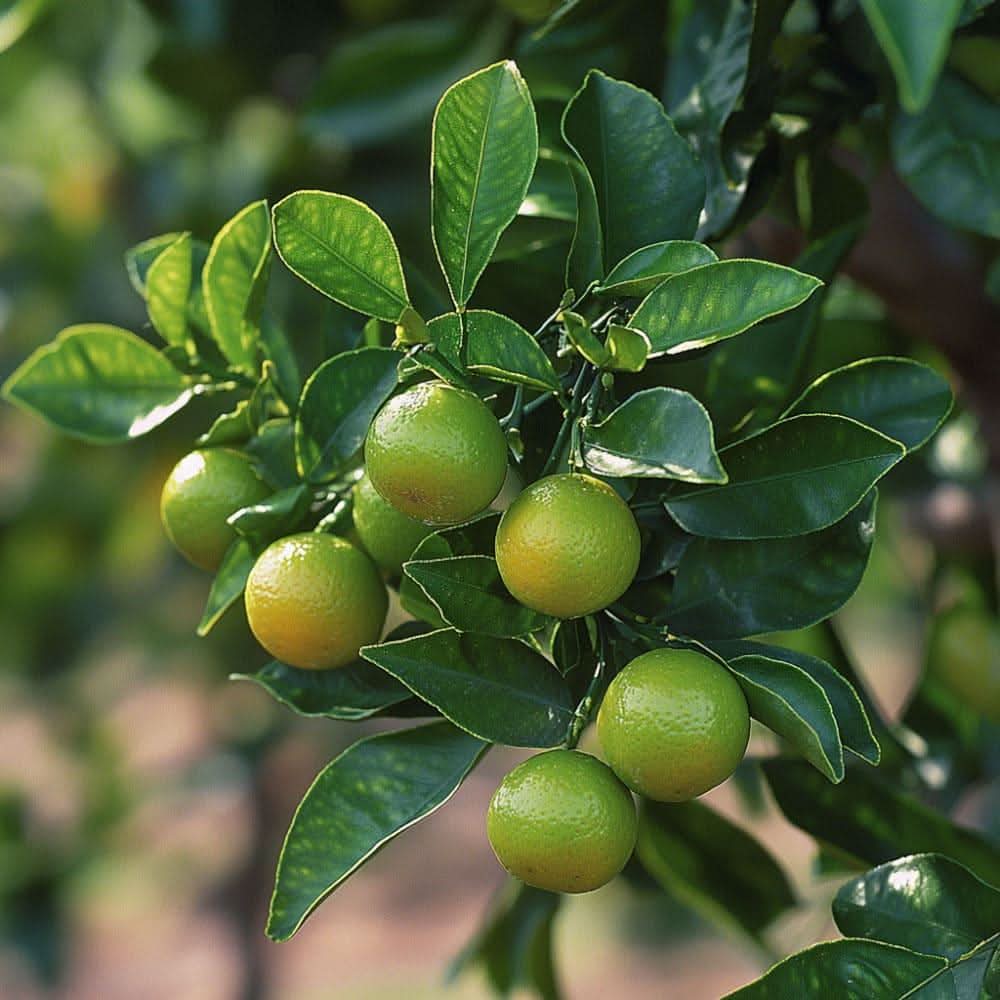 Petitgrain Citrus aurantium bitter orange leaves