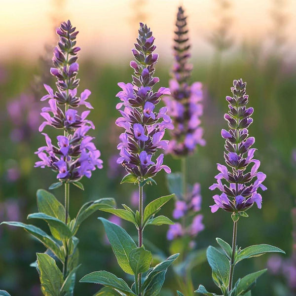 Clary Sage Salvia sclarea plant in bloom