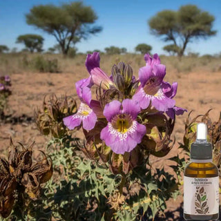 Flacone di estratto di Artiglio del Diavolo nel suo habitat naturale in fiore.