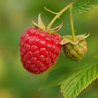 Lampone fresco maturo su ramo verde – origine naturale della farina