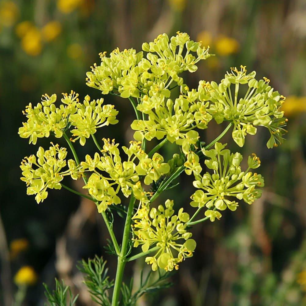 Fennel Foeniculum vulgare plant