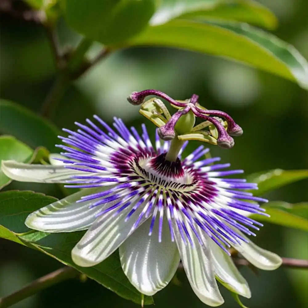 Passionsblume Passiflora incarnata violette Blüte