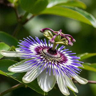 Primo piano di un fiore di Passiflora (Passiflora incarnata) con i suoi dettagli esotici e filamenti viola.