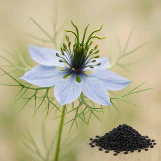 Fiore blu della Nigella Sativa e semi di cumino nero, la materia prima naturale del nostro olio.