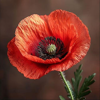 Fotografia macro di un fiore di papavero rosso (Papaver rhoeas) dai colori vivaci su sfondo scuro.