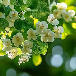 Primo piano dei delicati fiori bianchi di un cespuglio di Biancospino (Crataegus) in primavera.