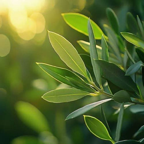 Frische Olivenblätter im Mittelmeerraum