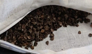 Dettaglio dell'imbottitura del cuscino: pula di grano saraceno biologica al 100%, per un supporto ergonomico e naturale.