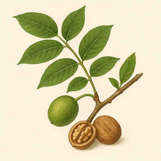 Illustrazione botanica con foglie e frutti del noce – origine dell’olio