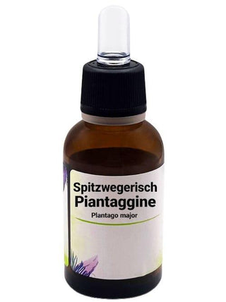 Piantaggine - Plantago major - Bio des Gstrein Patrick