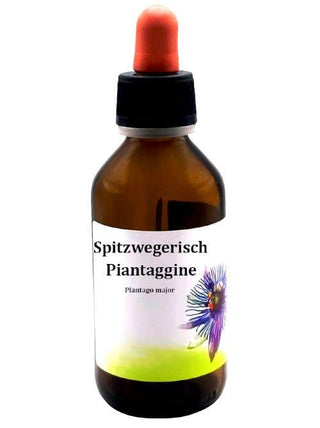Piantaggine - Plantago major - Bio des Gstrein Patrick