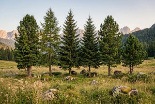Sechs Nadelbaeume auf einer Suedtiroler Bergwiese vor den Dolomiten