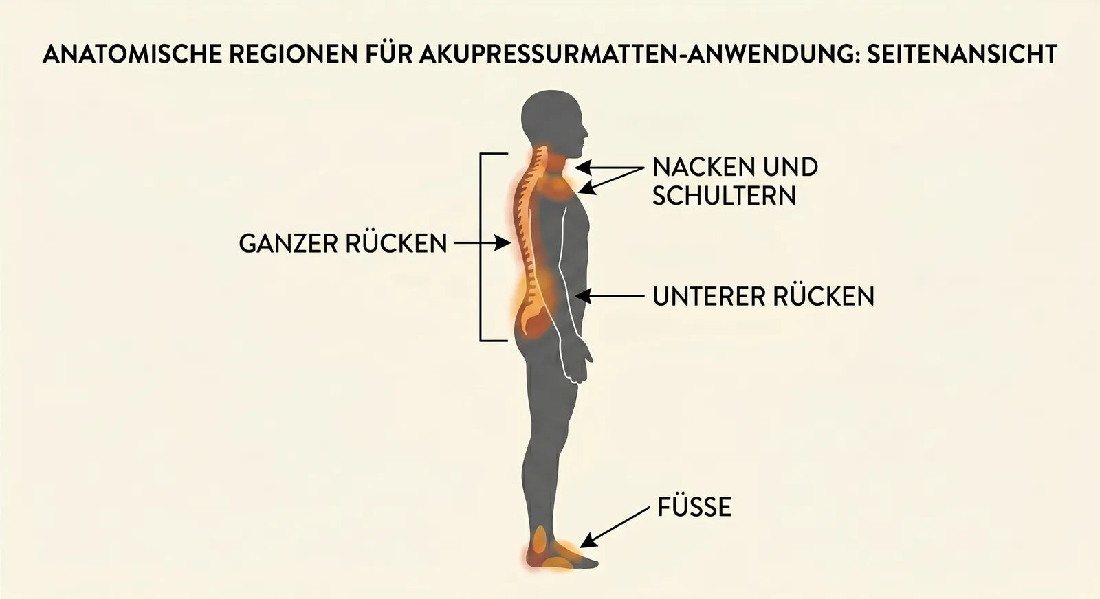 Anatomische Regionen für die Akupressurmatte: ganzer Rücken, Nacken, unterer Rücken, Füße