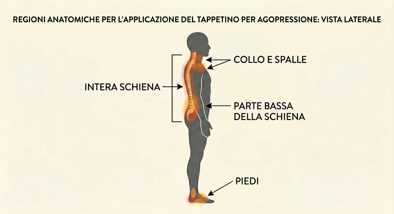 Regioni anatomiche per l'applicazione del tappetino: intera schiena, collo, parte bassa, piedi