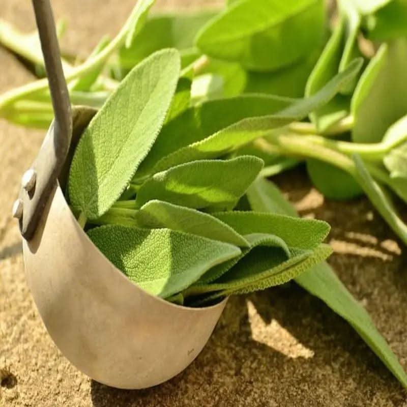 Salbei Salvia officinalis Pflanze