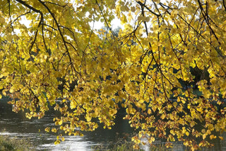 Tiglio - Tilia cordata - Bio des Gstrein Patrick